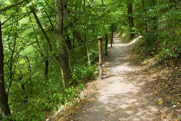 stock image Forest road