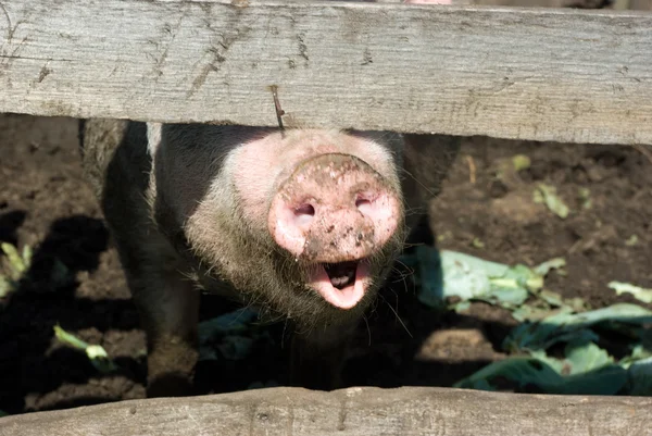 stock image Domestic pig snout