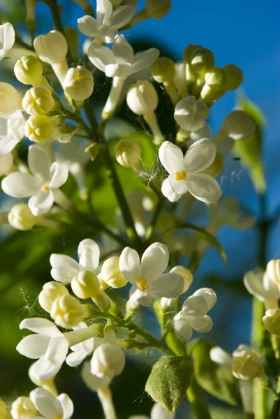 Weißer Flieder, Nahaufnahme — Stockfoto