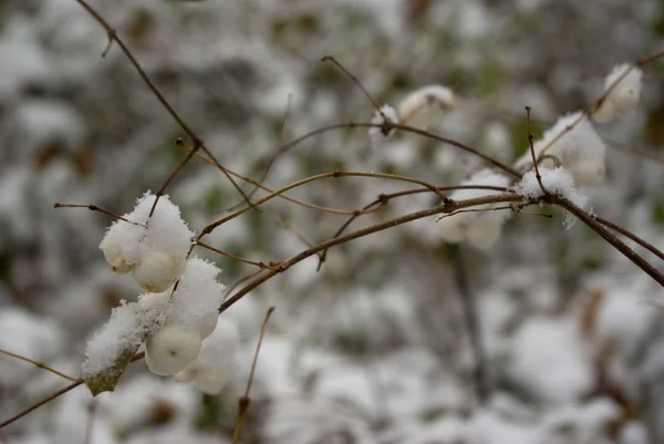 Snowberry jagody pokryte śniegiem — Zdjęcie stockowe