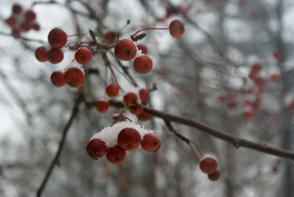 Neve coberto de cereja selvagem bagas — Fotografia de Stock