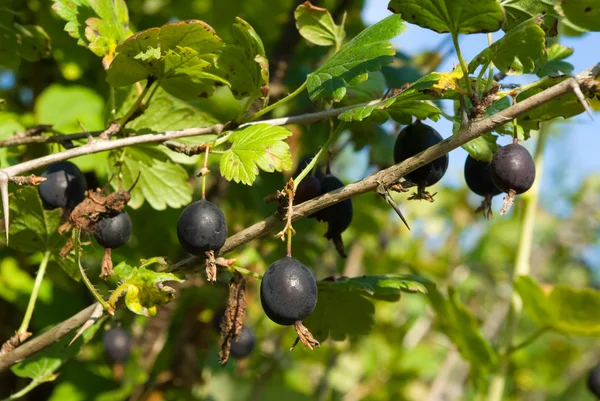 Gooseberry negru — Fotografie, imagine de stoc