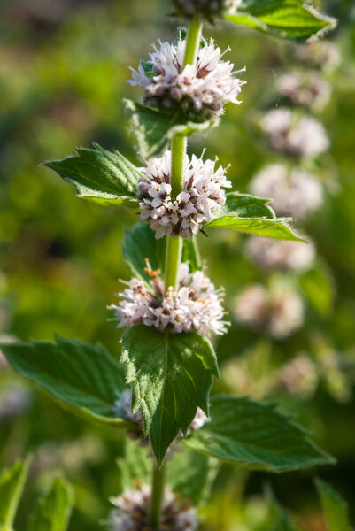 Mentha spicata (Spearmint, Spear Mint)
)