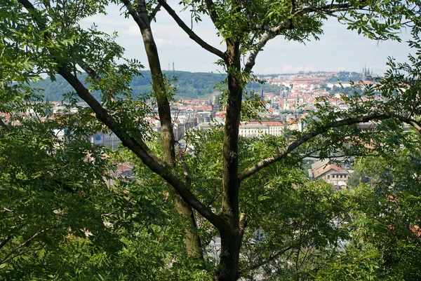 Prague panorama through branches — Stock Photo, Image