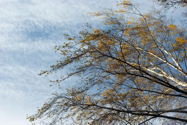 Jesienią gałęzie brzozy — Zdjęcie stockowe