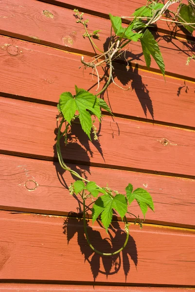 Young Common Hop plant — Stock Photo, Image