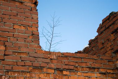 Huş bitki terk edilmiş binada çatı üzerinde