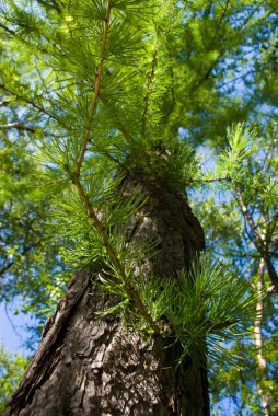 Larch, bottom view stock vector