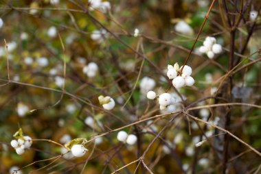 Snowberry berries clipart