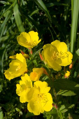 Evening primrose flowers clipart