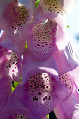 Mor yüksükotu (Digitalis purpurea)