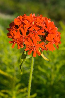 Lychnis chalcedonica clipart