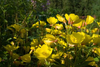 Evening primrose flowers clipart