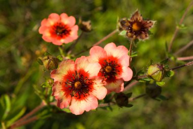 Potentilla nepalensis flowers and bud clipart