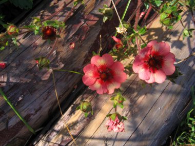 Potentilla nepalensis çiçek