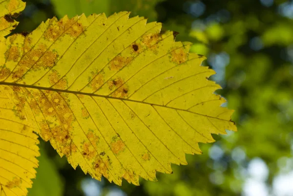 Žlutá elm list — Stock fotografie