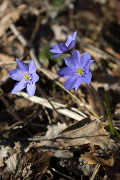 Blossoming hepatica — Stock Photo, Image