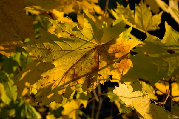 Желтые кленовые листья — стоковое фото