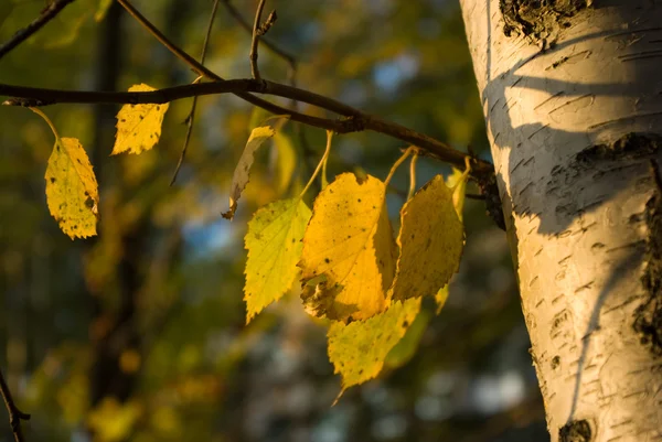 Folhas de bétula amarela — Fotografia de Stock