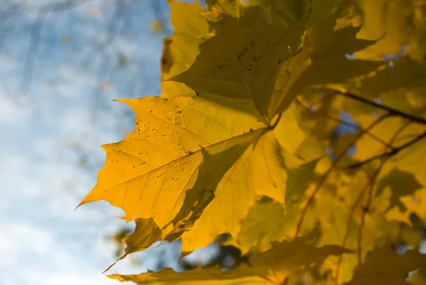 Φύλλα σφενδάμου κίτρινο — Φωτογραφία Αρχείου