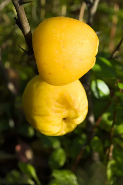 Quince japonský (Chaenomeles) ovoce — Stock fotografie