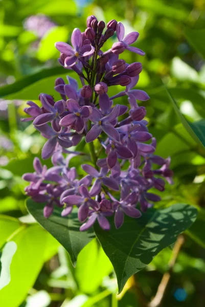 Lilas violet — Photo