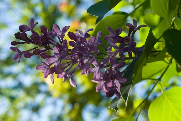 Purple lilac — Stock Photo, Image
