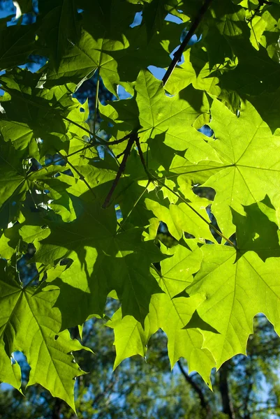 Φύλλα σφενδάμου — Φωτογραφία Αρχείου