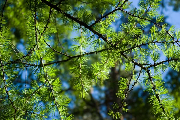 Young larch needles — Stock Photo, Image