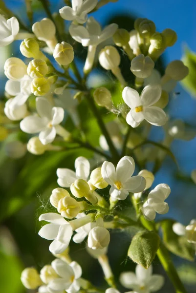 Lilas blanc — Photo