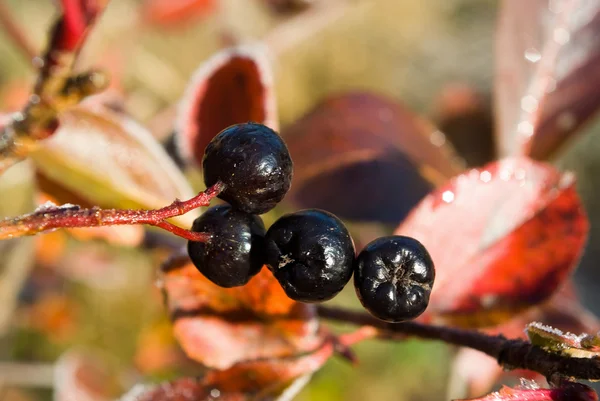 Chokeberries (Aronia) berries — Stock Photo, Image