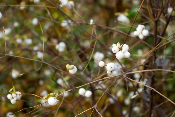 Snowberry μούρα — Φωτογραφία Αρχείου