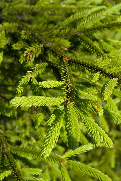 Fir branches and needles — Stock Photo, Image