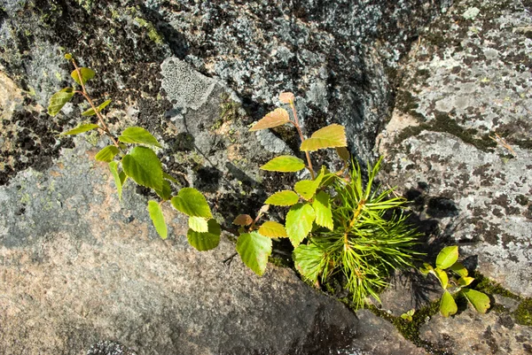 Three plants on a rock