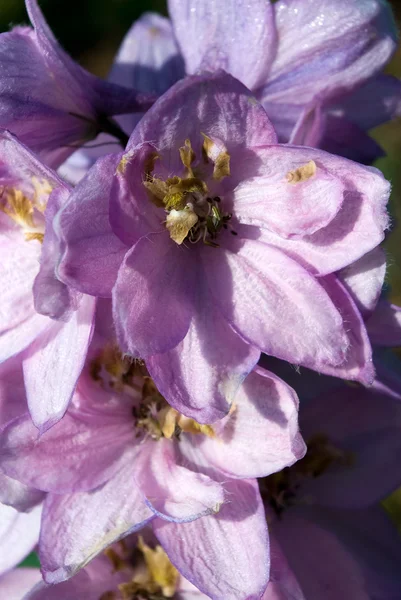 Hezaren çiçeği — Stok fotoğraf