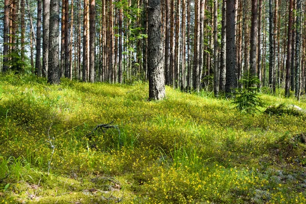 Napos fenyves erdő — Stock Fotó