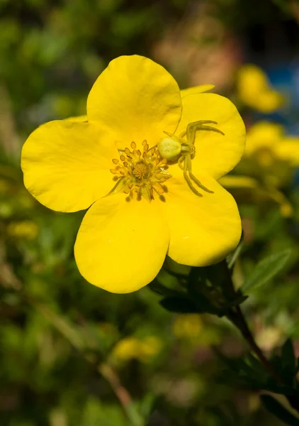 Ragno granchio sul fiore arbustivo Cinquefoil — Foto Stock