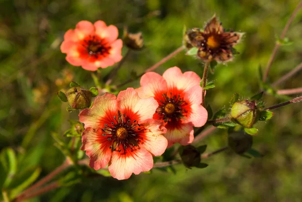 Potentilla nepalensis Blüten und Knospen — Stockfoto