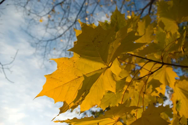Φύλλα σφενδάμου κίτρινο — Φωτογραφία Αρχείου