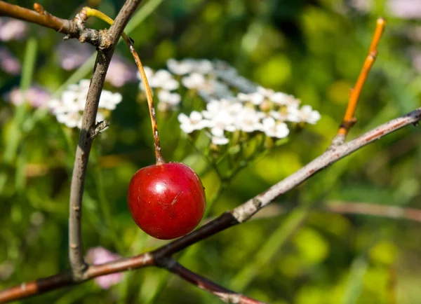 Wiśnia jagoda — Zdjęcie stockowe