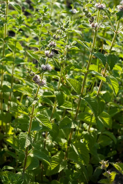 Mentha spicata (menta verde, menta lancia ) — Foto Stock