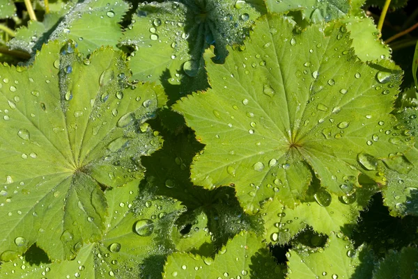 Blätter mit Regentropfen Hintergrund — Stockfoto