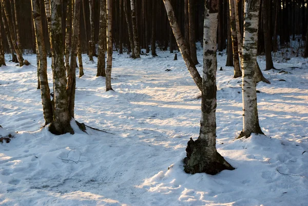Vintern björkskog — Stockfoto