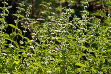 Mentha spicata (Spearmint, Spear Mint) clipart