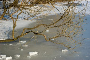ağaç dalı donmuş göl üzerinde