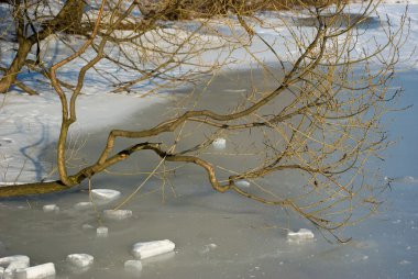 Tree branch on frozen pond clipart