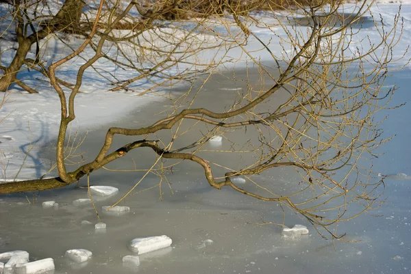 Tree branch on frozen pond — Stock Photo, Image