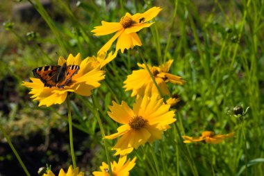 Coreopsis flowers clipart