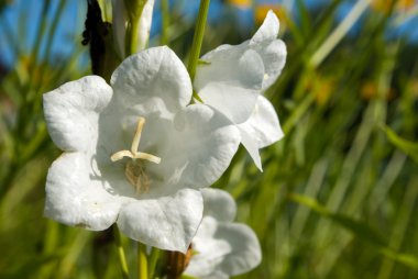 Beyaz bellflower