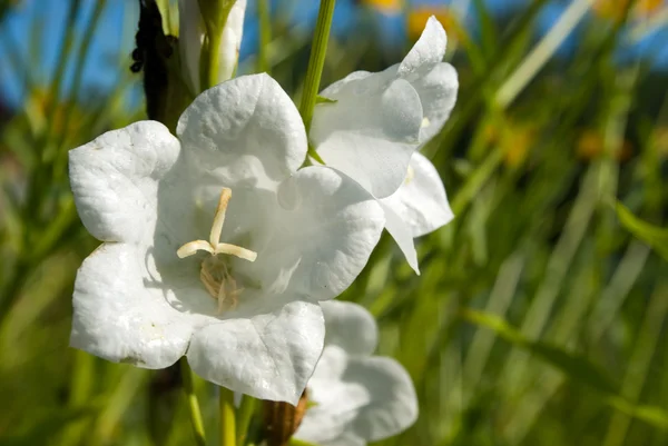 Білий bellflower — стокове фото
